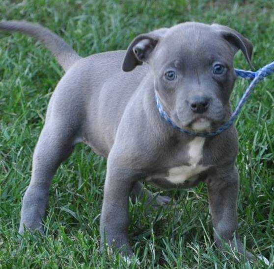 Blue line american sales bully